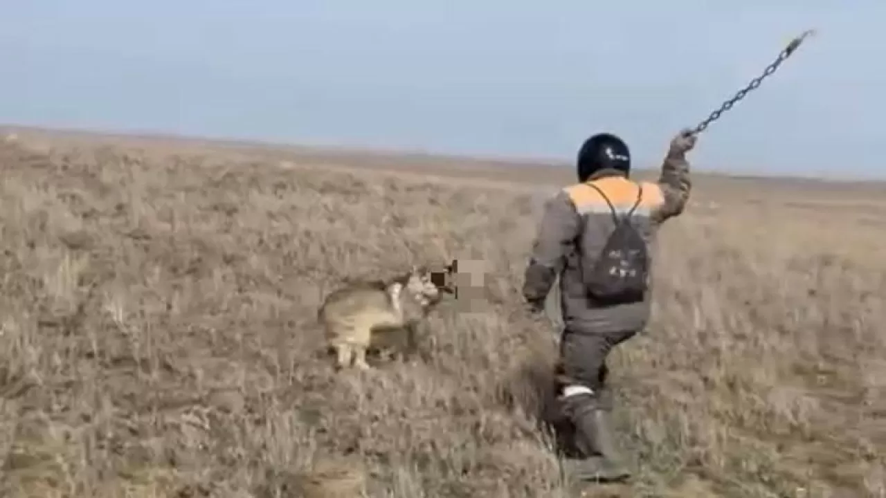 Житель Актюбинской области забил волка цепью 