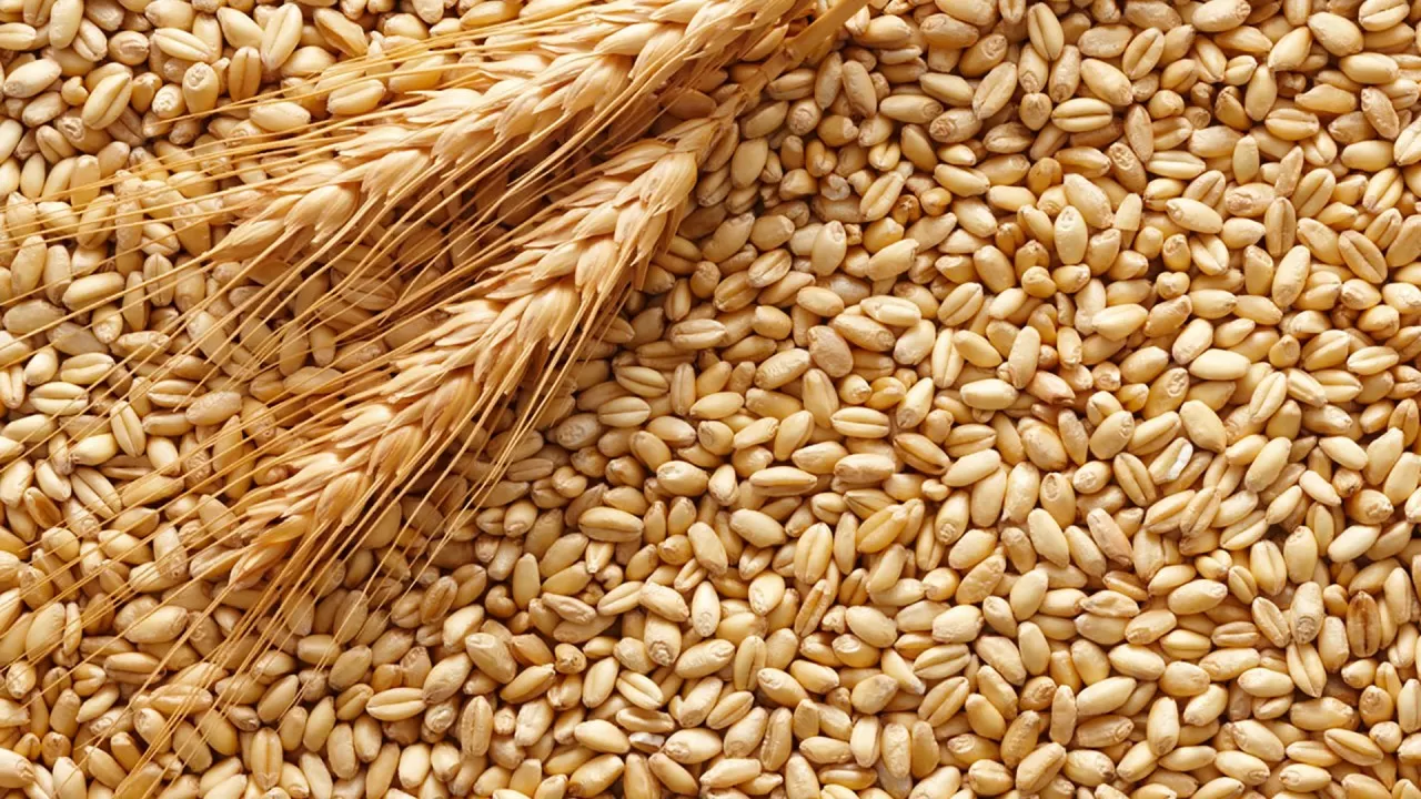 В Казахстане предложили закупить в госрезерв не менее 1 млн тонн зерна 