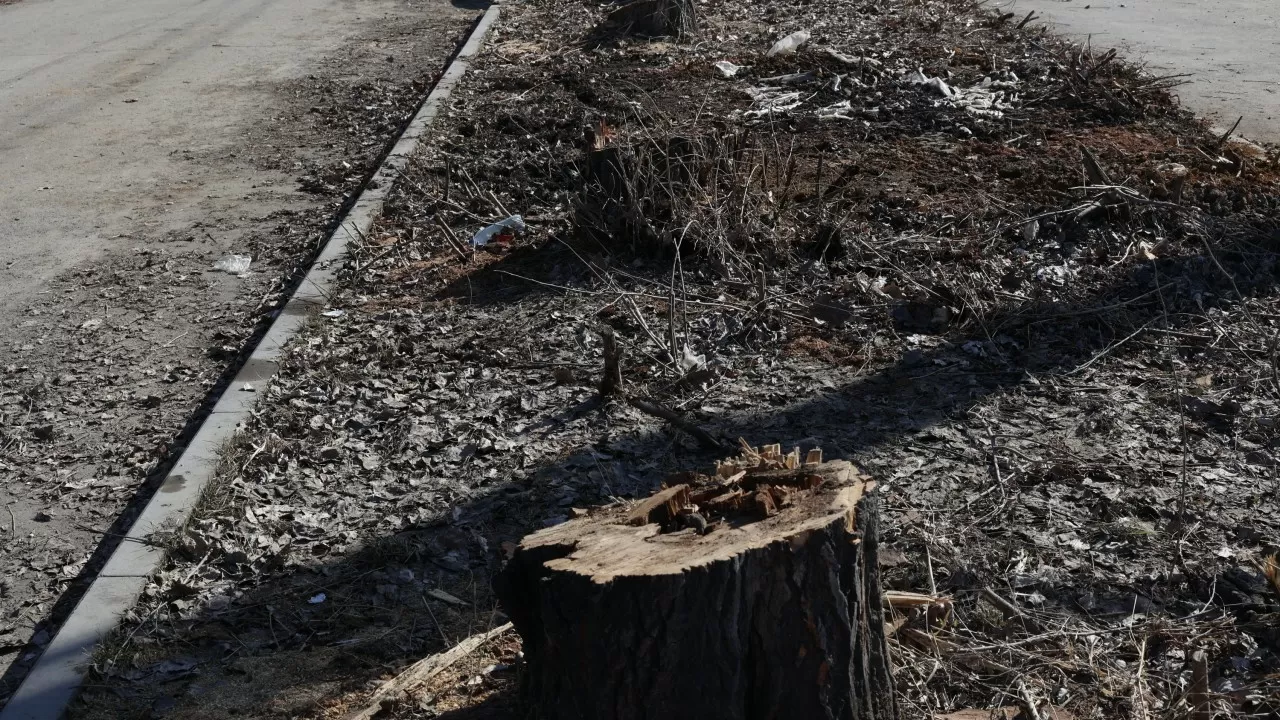 В Караганде под угрозой вырубки сотни деревьев