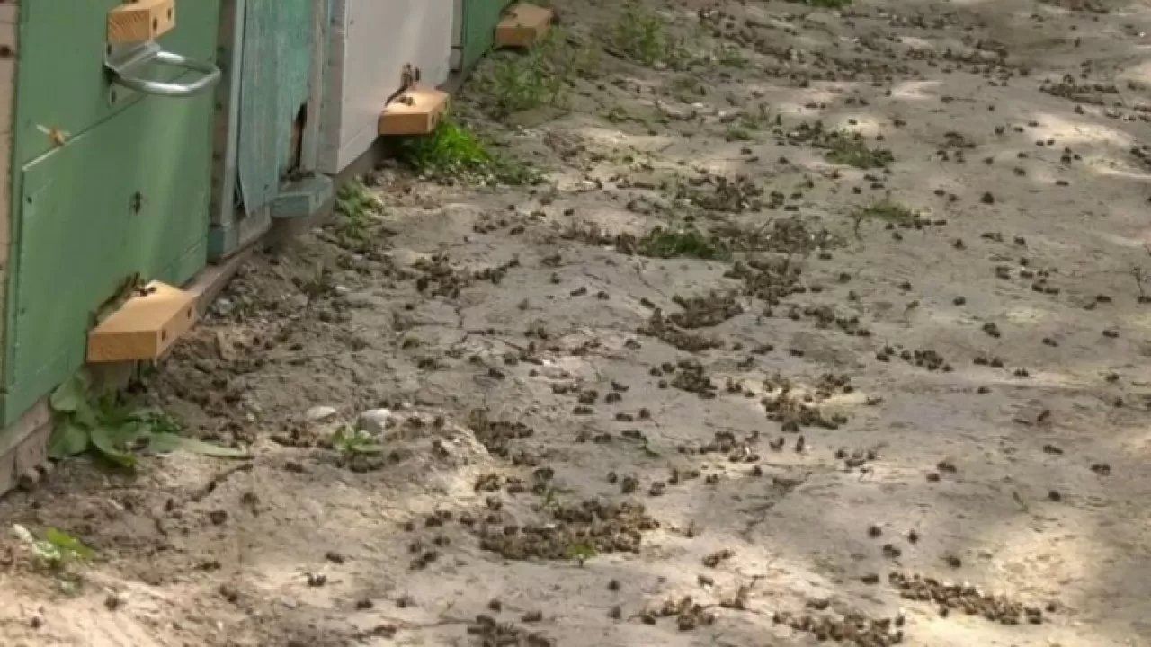 Тысячи медоносных пчел погибли в Туркестанской области