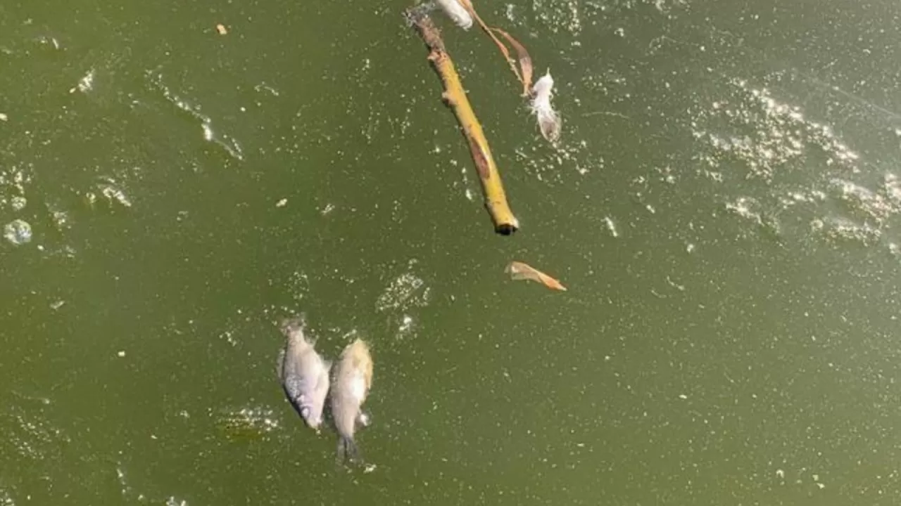 В Карагандинской области произошла массовая гибель рыбы