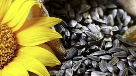 В Казахстане пытаются отменить экспортную пошлину на один из видов семян подсолнечника