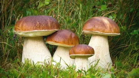 25 кг грибов – установят нормы бесплатного сбора грибов и ягод