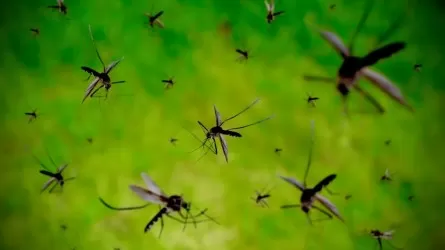 Чтобы победить комаров, в Павлодаре оцифруют Иртыш