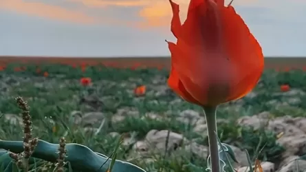10 млн тенге - такой штраф грозит казахстанцам за срыв тюльпана