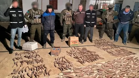 100 кг рогов сайги пытался продать житель Кызылординской области
