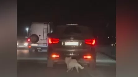 Бедная собачка: водитель привязал ее к машине и ехал 60 км в час  