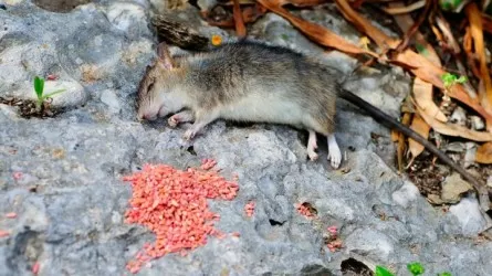 Ядовитые приманки для крыс разложат в парках и у водоемов Астаны