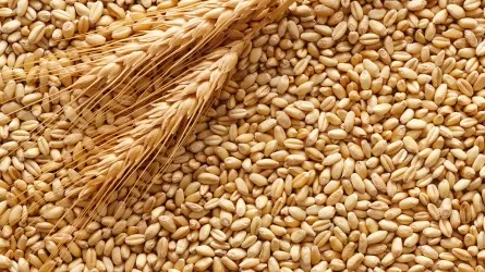 Стоп зерну: Казахстан запретил ввоз пшеницы из России автотранспортом на полгода