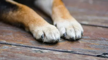 В Акмолинской области мужчины убили собаку, чтобы съесть