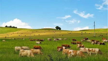 Жителям павлодарского села негде пасти скот из-за нехватки пастбищ
