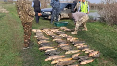 В Туркестанской области полицейские изъяли 150 кг незаконно выловленной рыбы