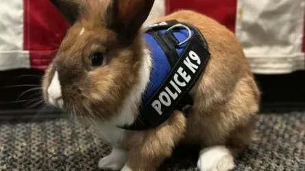 Кролика-бездельника приняли на работу офицером здоровья в США