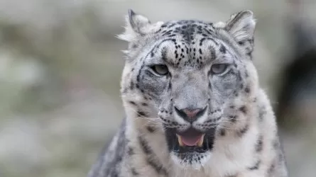 В зоопарк Алматы доставили пострадавшего снежного барса
