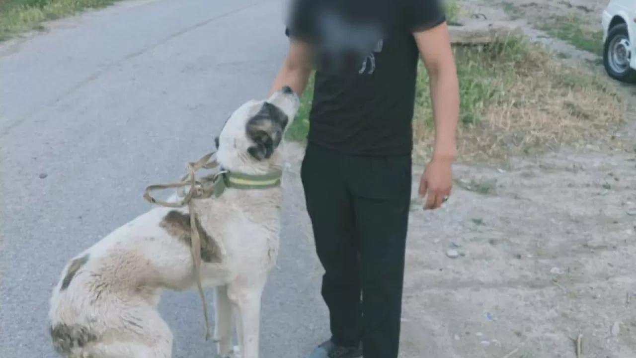 Водитель тащил собаку на привязи к машине в Шымкенте