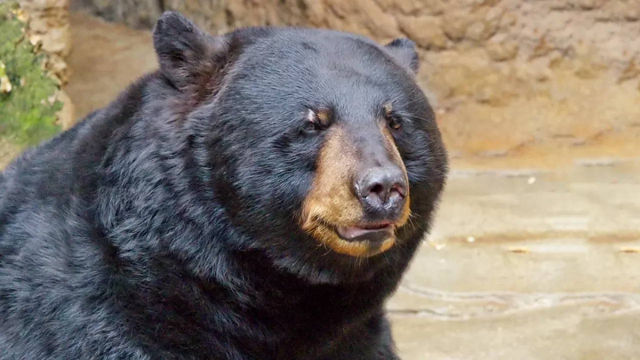 Медведь "ограбил" пекарню в США