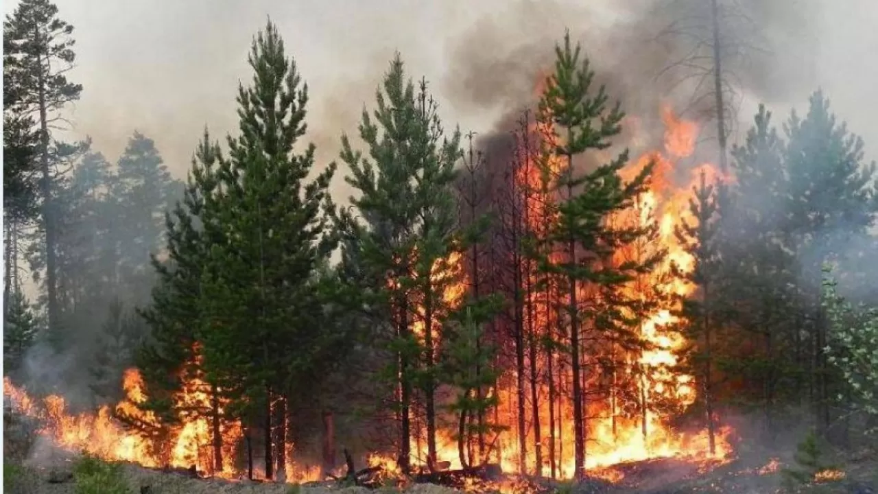 Жыл басынан бері елімізде 122 орман өрті тіркелді