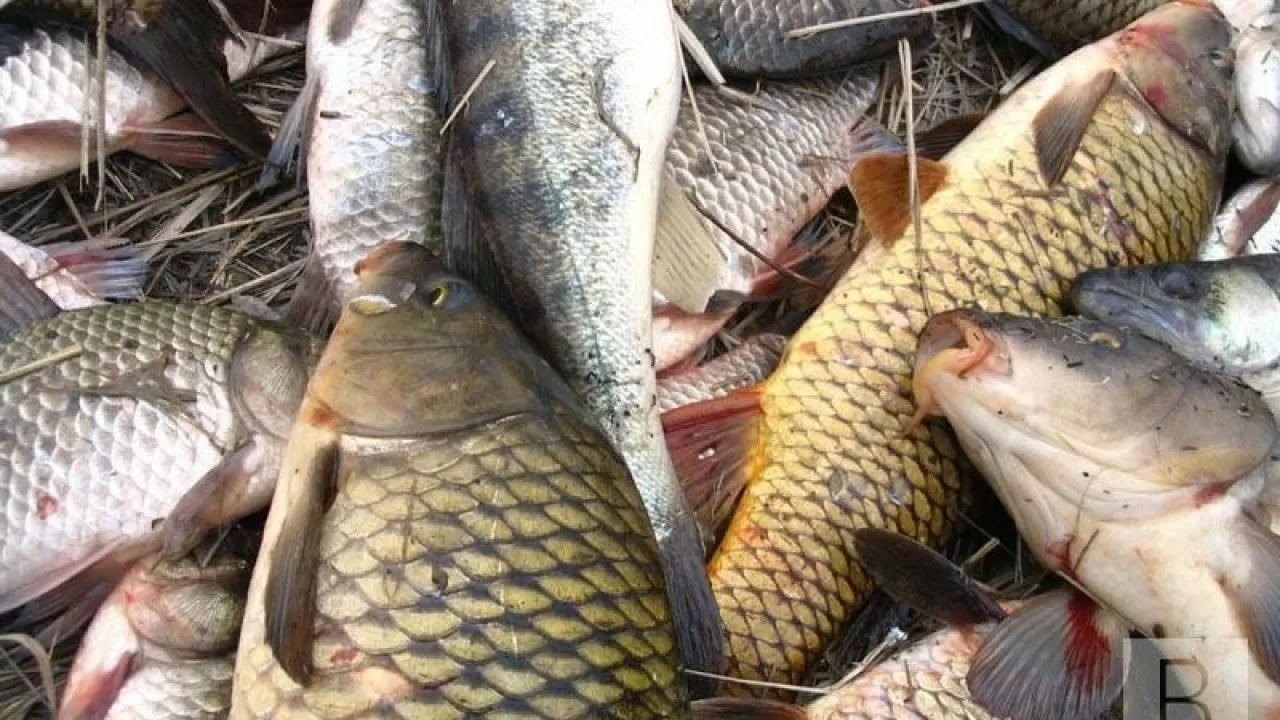 В Павлодарской области задержали браконьеров с большим уловом рыбы