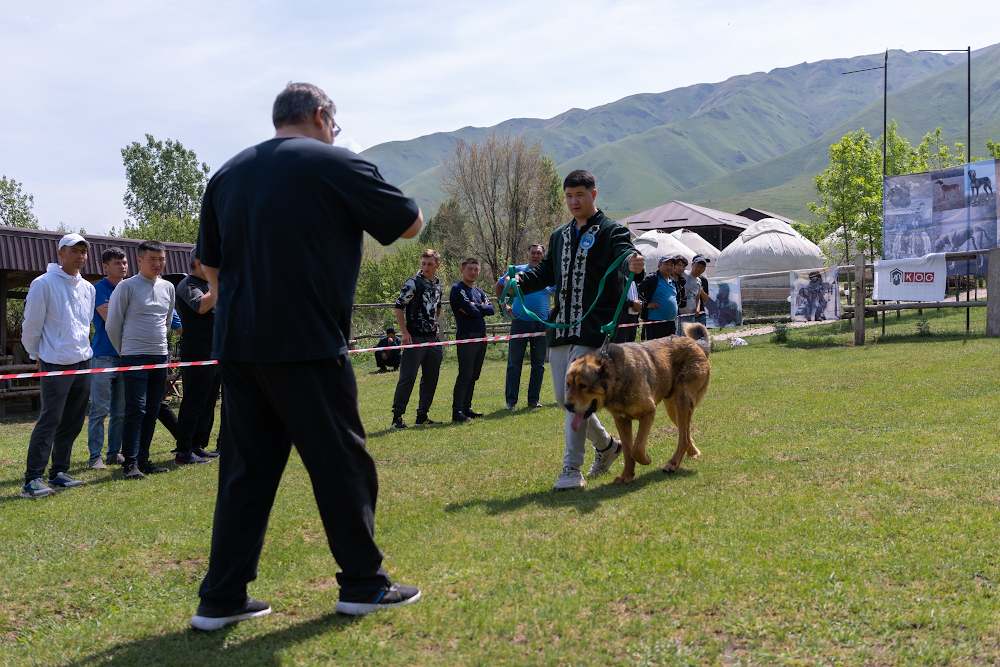 Казахские породы собак тобет тазы