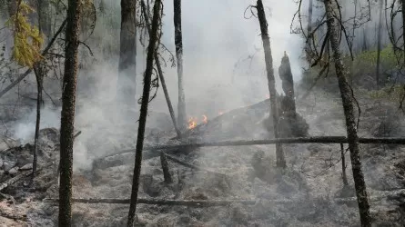 Сгоревший лес на полмиллиарда тенге продали в Костанайской области