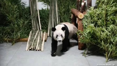 В родной зоопарк в Пекине вернулась большая панда Я Я