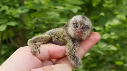 Самые маленькие обезьяны в мире родились в зоопарке Караганды