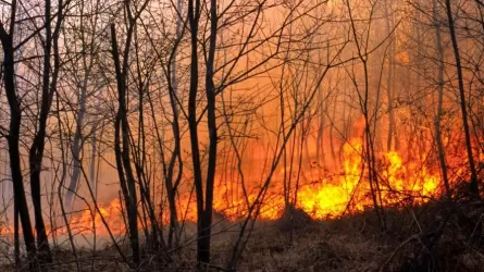 Лесной пожар в Испании: эвакуировано более 700 человек