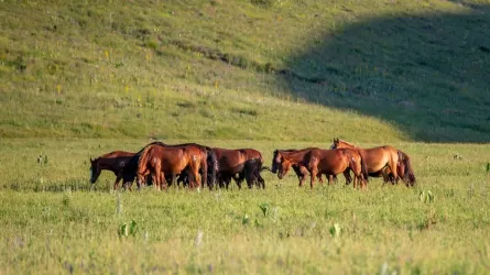 Пропавший табун лошадей вернули владельцу в Акмолинской области