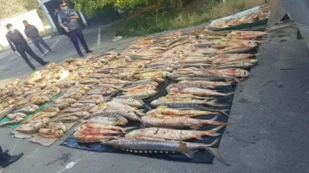 Более тонны рыбы выловили браконьеры в Атырау  