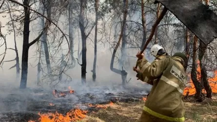 В МЧС предупредили о риске масштабных лесных пожаров 