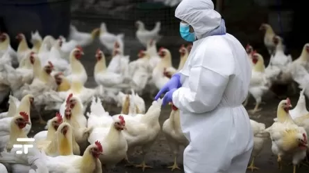 Бразилия объявила ЧС после нескольких случаев птичьего гриппа
