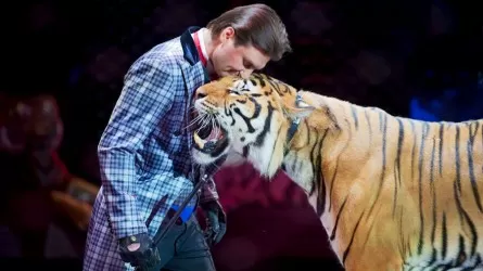 Дрессировщик Запашный заявил о смерти своего любимого тигра