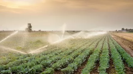 300 крестьянских хозяйств в Туркестанской области могут остаться без поливной воды