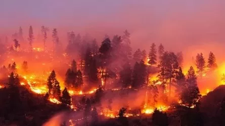 Число и интенсивность лесных пожаров в Канаде могут побить все рекорды  