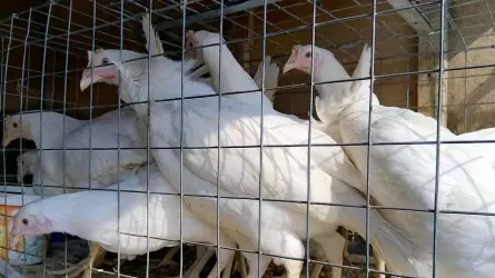 В России вспыхнул дефицит курятины: какие риски для казахстанцев