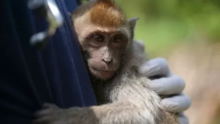 Глобальную сеть мучителей обезьян раскрыли журналисты
