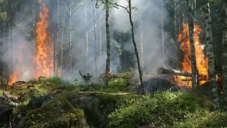 Лесной пожар в Абайской области: развернуты эвакопункты
