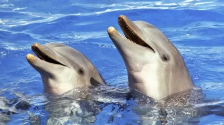 Страны ЕАЭС намерены запретить вывоз редких морских животных  