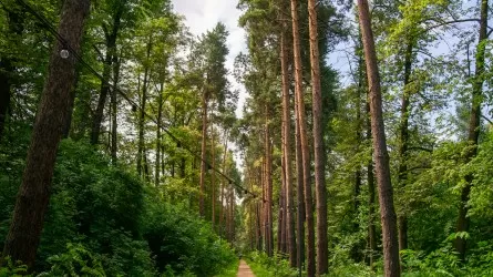 Лес в Павлодарской области закрыли для посещения