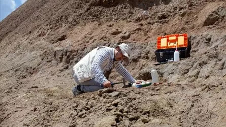Түркияда 28 миллион жылдық мүйізтұмсық қалдықтары табылды