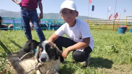 Как казахстанские фермеры пытаются спасти национальную породу собак