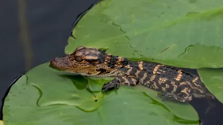 Удивительное открытие: самка крокодила забеременела без участия самца  