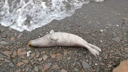 Экологи не нашли мертвых тюленей на берегу Каспия