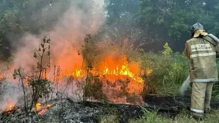 В области Абай продолжаются работы по тушению лесного пожара