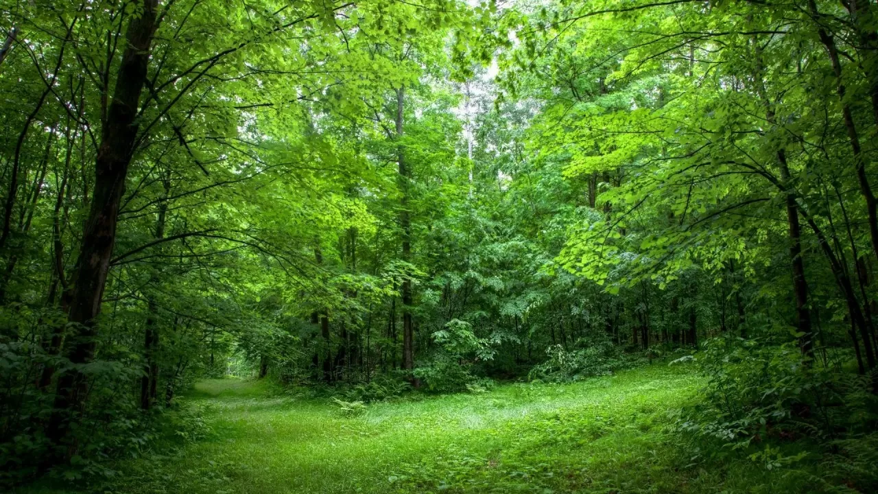 Государству вернули участки лесного фонда на 678 млн тенге в Акмолинской области
