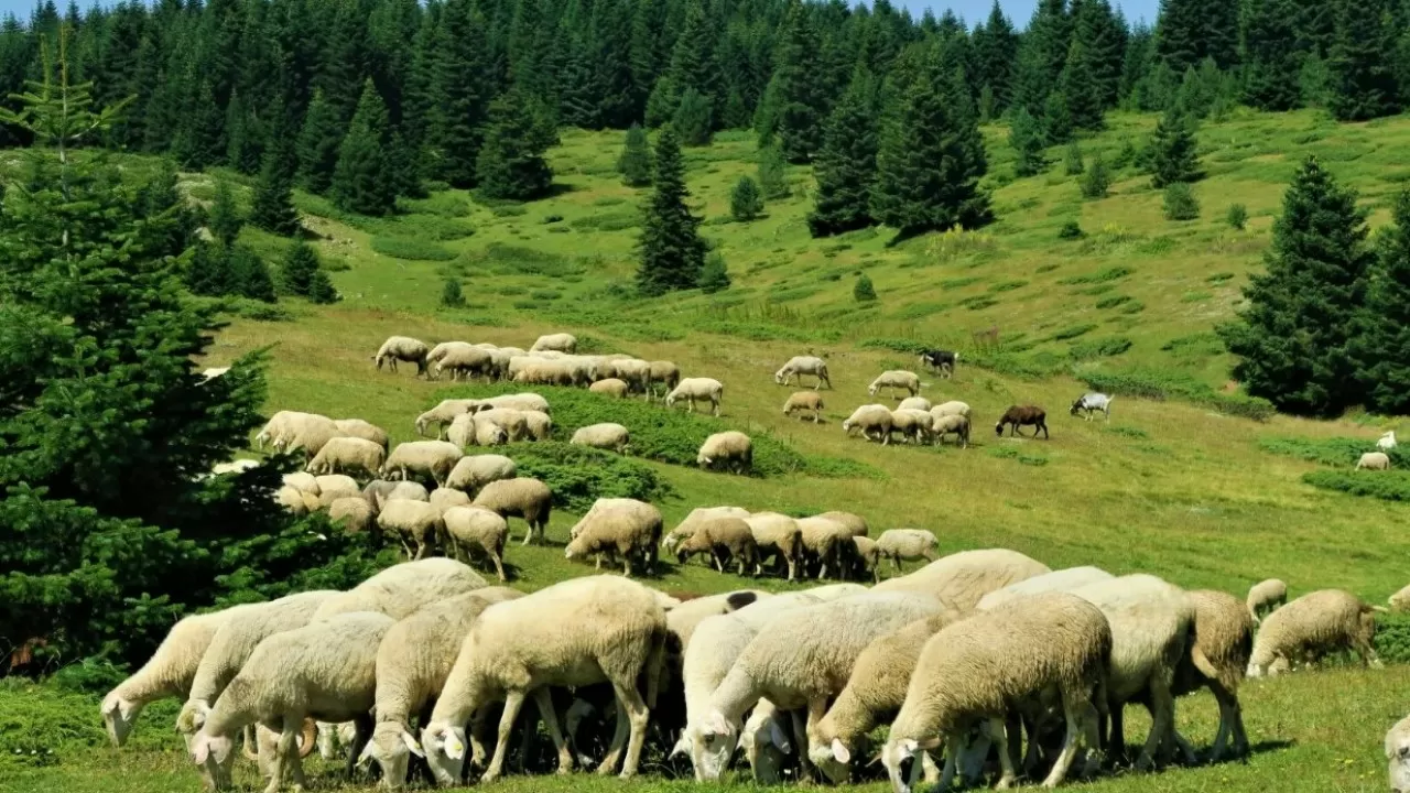 Скоро Курбан айт: в Казахстане насчитали более 25 млн овец