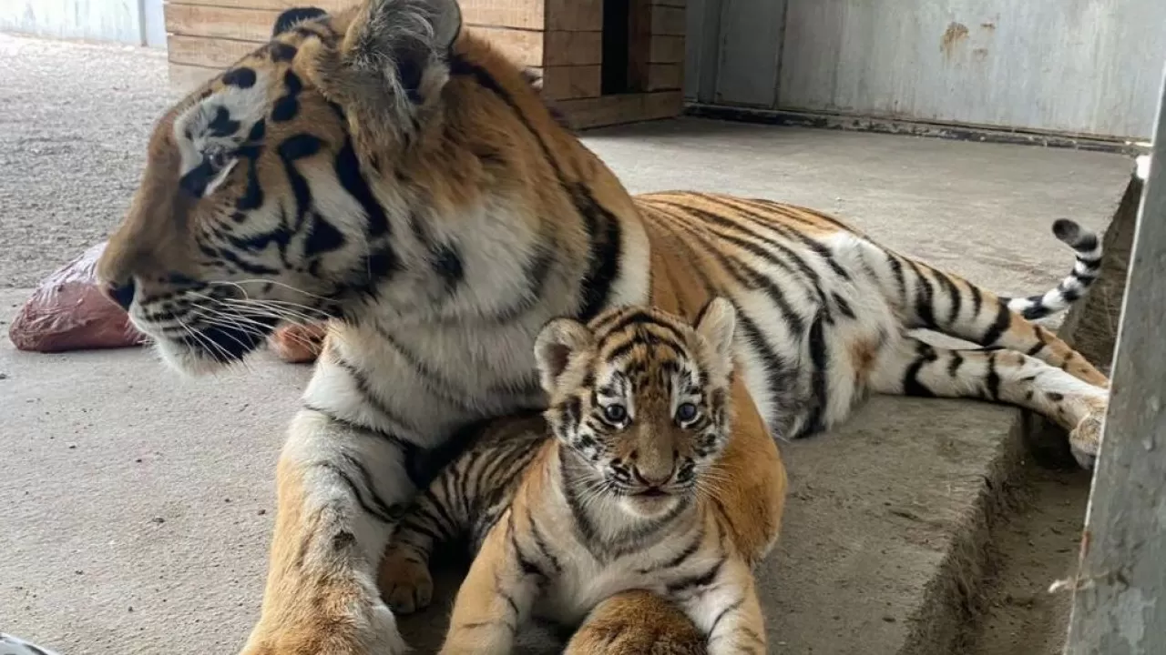Карагандинцам предлагают дать имена родившимся в зоопарке тигрятам