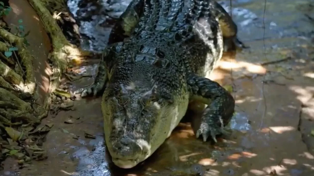 В Австралии 120-летний крокодил продолжает расти