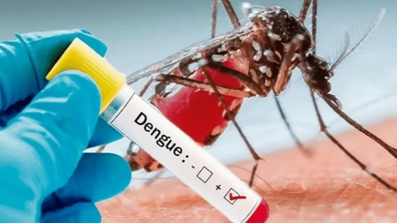 В Египте возникла вспышка лихорадки денге?