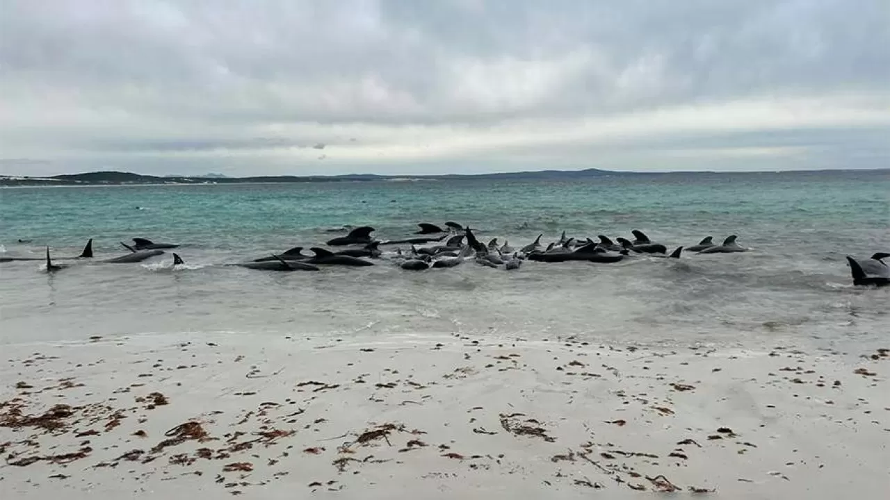 Австралия 50-ден аса қара дельфин жағаға шығып қалды